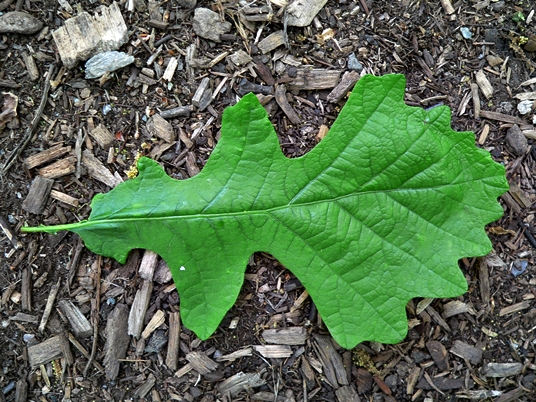 {Quercus macrocarpa}